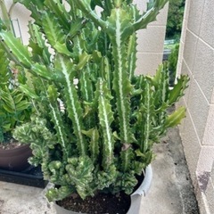 ユーフォルビア・ラクテア（魔界麒麟・マカイキリン ）多肉植物　観葉植物（今週〜来週受け取り可能な方　限定価格）の画像