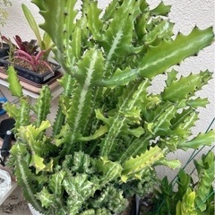 ユーフォルビア・ラクテア（魔界麒麟・マカイキリン ）多肉植物　観葉植物（今週〜来週受け取り可能な方　限定価格）の画像