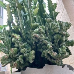 ユーフォルビア・ラクテア（魔界麒麟・マカイキリン ）多肉植物　観葉植物（今週〜来週受け取り可能な方　限定価格）の画像
