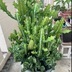 ランキングキーワードに紐づく投稿画像-多肉植物