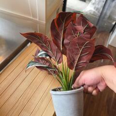 観葉植物の造花の画像