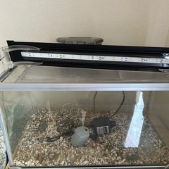 ガラス水槽の画像