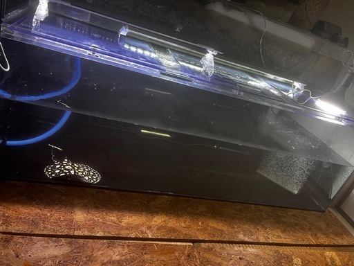 熱帯魚、水槽、大型水槽