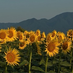 🩵【セラピスト》☆心地よさの蘇生🩵