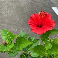 ハイビスカス　レッドの画像