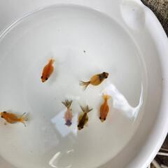 ピンポンパール6匹 の画像