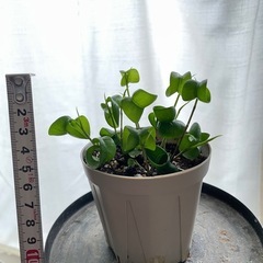 ベンジャミンバロック②の画像