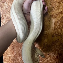 ボールパイソン　パステルバタースーパーストライプメス160…