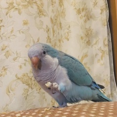 ブルーのオキナインコ探しています