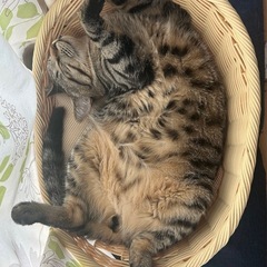 サバトラ柄の猫くん♂