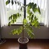 ランキングキーワードに紐づく投稿画像-観葉植物
