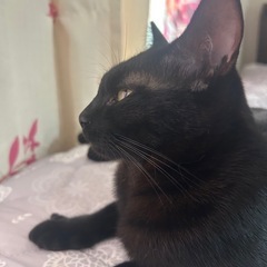 黒猫ちゃん♀