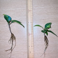 観葉植物  ガジュマル苗(2本)の画像