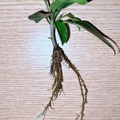 観葉植物  ガジュマル苗(2本)の画像