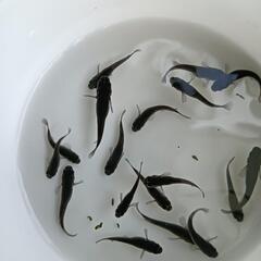 ★めだか〜オロチ（大蛇）若魚13匹の画像