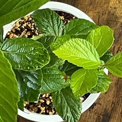 山野草　ポットごとの画像