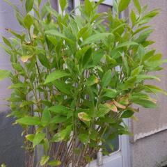 われもこうの画像