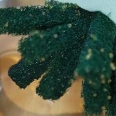 【限定ゲリラセール】花魁めだかの卵  産卵床ごとの画像