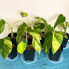 モンステラデリシオーサ イエローマリリン1株 ボルシギアナ オーレア6