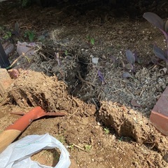 庭土(ムラサキゴテンの根っこ／ハナニラの球根ごと)
の画像