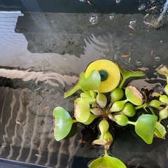 めだかの画像