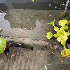 めだかの画像