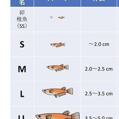 黒いメダカの小さい子の画像