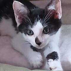 （3ヶ月）子猫3匹、ワクチン2回接種済、エイズ、白血病検査陰性