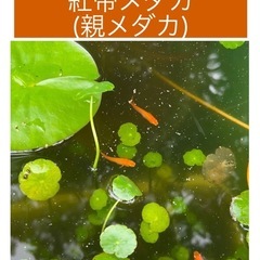 キレイな朱色のメダカ 紅帝Sサイズの画像