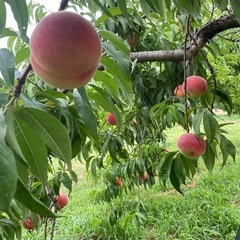 桃🍑訳あり1玉100円の画像