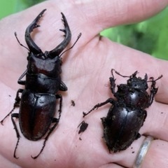 【期間限定・即日渡し可能】ノコギリクワガタ・コクワガタ 成虫 オ...