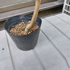 モリンガの苗の画像