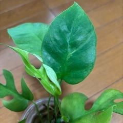 モンステラセット　1の画像