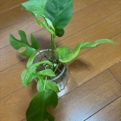 モンステラセット　1の画像