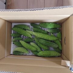 青梅産無農薬　新鮮夏野菜(ゴーヤ4本)の画像