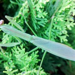 天然オオカマキリ♀単品の画像