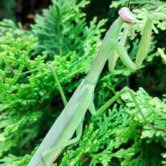 天然オオカマキリ♀単品の画像