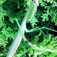 天然オオカマキリ♀単品の画像