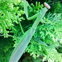 天然オオカマキリ♀単品の画像