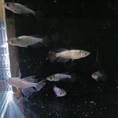 ★めだか〜アメジスト　オスのみ8匹の画像