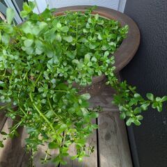 メダカにやさしい水草　バコパ・モンニエリの画像