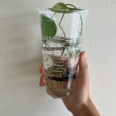 無農薬　蓮の画像