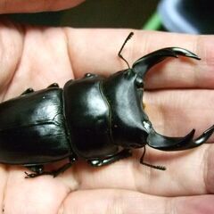 三重県産オオクワガタ F1 ♂71ミリ ♀46.4ミリ ペアの画像