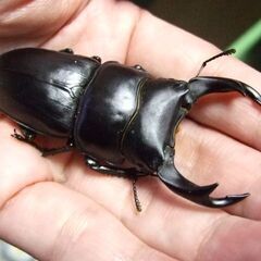 三重県産オオクワガタ F1 ♂71ミリ ♀46.4ミリ ペアの画像