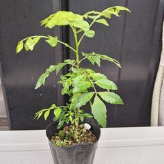 モリンガの葉&カレーリーフの苗の画像