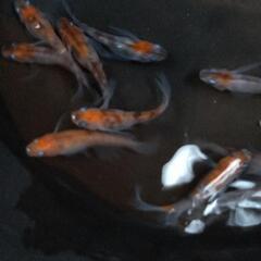 メダカ   孔雀明王🐟の画像