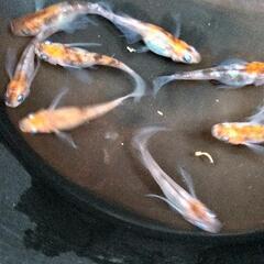 メダカ   孔雀明王🐟の画像