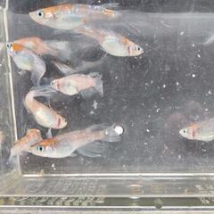 メダカ   孔雀明王🐟の画像