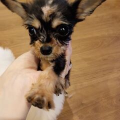 チワワ×ダックス