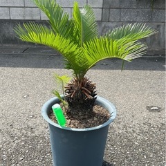 お話し中　
蘇轍の画像